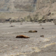 Lobos marinos. Foto: El País.