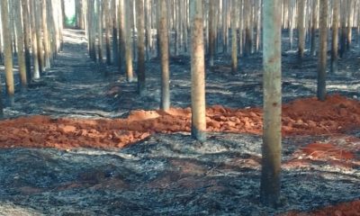 Incendio del eucaliptal donde falleció el hombre. Foto: Ñanduti.