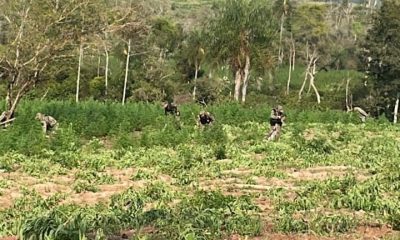 Destrucción de marihuana. Foto: Ministerio Público.