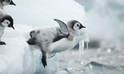 Pinguino emperador. Foto referencial. National Geographic.