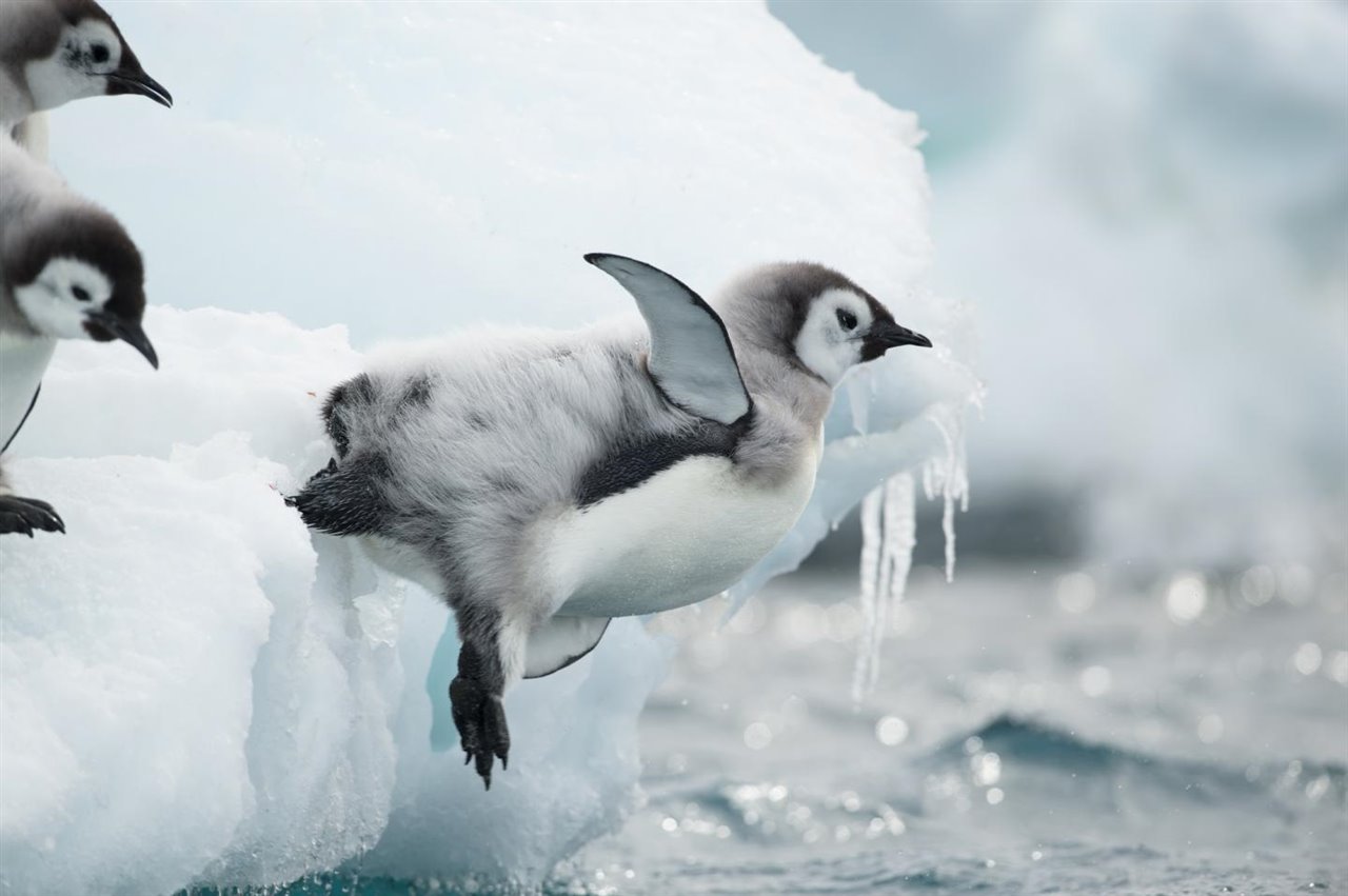 Pinguino emperador. Foto referencial. National Geographic.