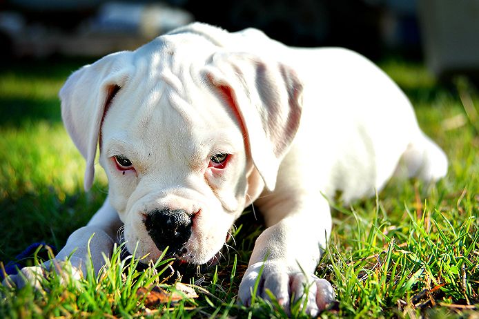 Cachorro bóxer blanco. Foto: archivo.