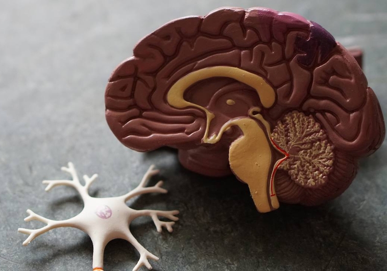 El sistema nervioso central está formado por el cerebro y la médula espinal. Foto: ABC.es