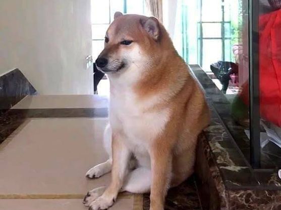 Balltze, la perrita shiba inu hongkonesa que representaba al popular perro de los memes Cheem. El Confidencial.