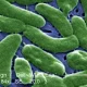 Una imagen microscópica del Vibrio vulnificus. Foto: DW.