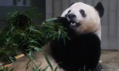 Un panda gigante mastica una rama de bambú, su platillo preferido. Foto: DW.