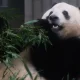 Un panda gigante mastica una rama de bambú, su platillo preferido. Foto: DW.