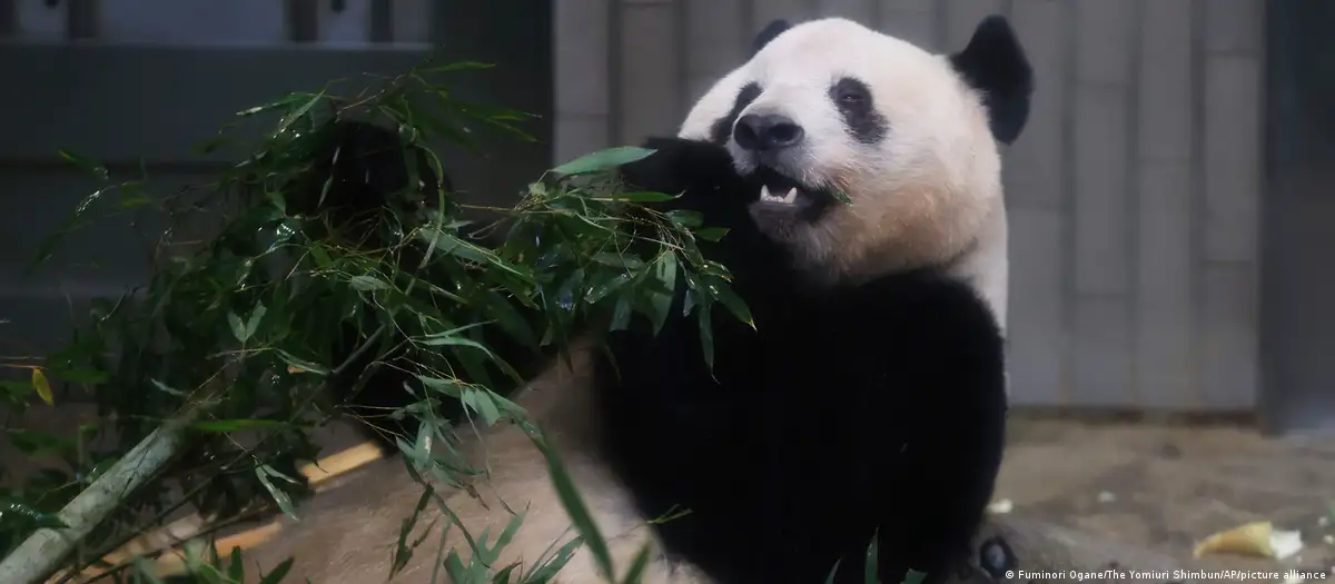 Un panda gigante mastica una rama de bambú, su platillo preferido. Foto: DW.