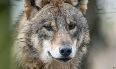 El creciente contacto entre lobos y el hombre, o el ganado, provoca tensiones. Foto: DW.