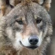 El creciente contacto entre lobos y el hombre, o el ganado, provoca tensiones. Foto: DW.