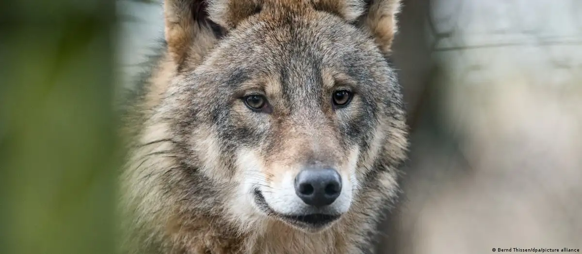 El creciente contacto entre lobos y el hombre, o el ganado, provoca tensiones. Foto: DW.