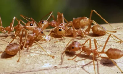 Hormigas coloradas invasoras. Foto: DW.