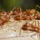 Hormigas coloradas invasoras. Foto: DW.