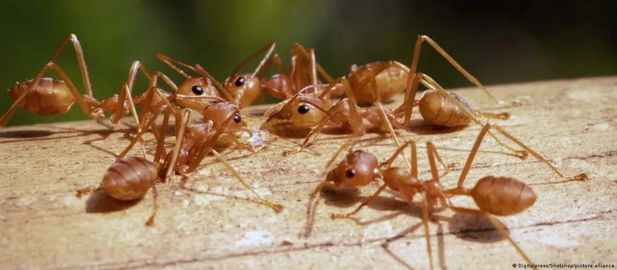 Hormigas coloradas invasoras. Foto: DW.