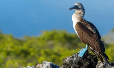 Un piquero de patas azules (Sula nebouxii) reposa sobre las rocas de lava en la laguna de Black Turtle Cove, en la Isla Santa Cruz, de las Islas Galápagos, Ecuador. Foto: DW.