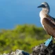 Un piquero de patas azules (Sula nebouxii) reposa sobre las rocas de lava en la laguna de Black Turtle Cove, en la Isla Santa Cruz, de las Islas Galápagos, Ecuador. Foto: DW.