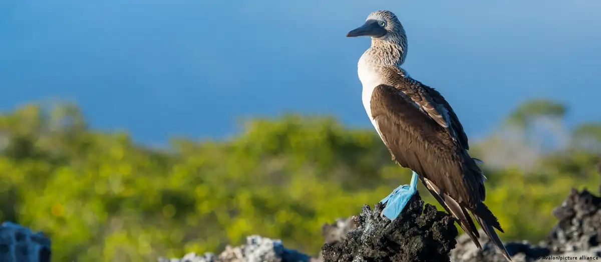 Un piquero de patas azules (Sula nebouxii) reposa sobre las rocas de lava en la laguna de Black Turtle Cove, en la Isla Santa Cruz, de las Islas Galápagos, Ecuador. Foto: DW.