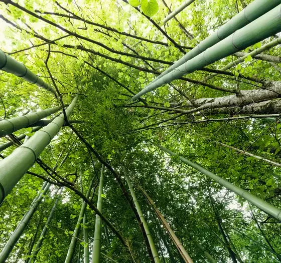Bambú. Foto: DW.