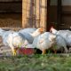 Aves de corral. Gallinas. Foto: DW.