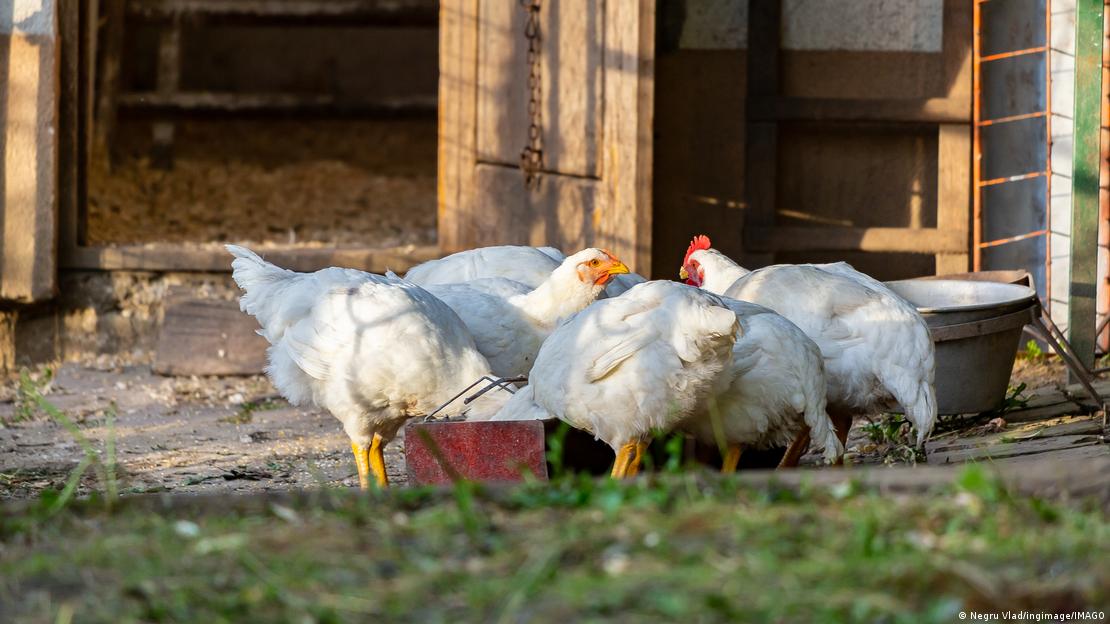 Aves de corral. Gallinas. Foto: DW.