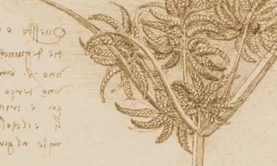 Leonardo da Vinci estudió plantas de manera detallada, enfocándose en capturar su apariencia y diferencias. Foto: DW.