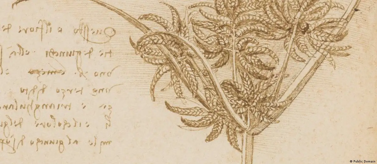 Leonardo da Vinci estudió plantas de manera detallada, enfocándose en capturar su apariencia y diferencias. Foto: DW.