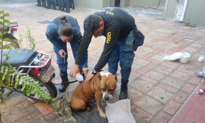 El pitbull fue atacado en la espalda. Foto: gentileza.