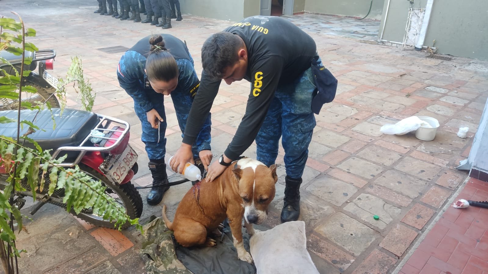 El pitbull fue atacado en la espalda. Foto: gentileza.