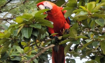 Guacamayo alimentándose de un frutal. Foto: Alberto Yanosky.