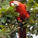 Guacamayo alimentándose de un frutal. Foto: Alberto Yanosky.