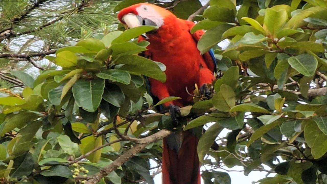 Guacamayo alimentándose de un frutal. Foto: Alberto Yanosky.