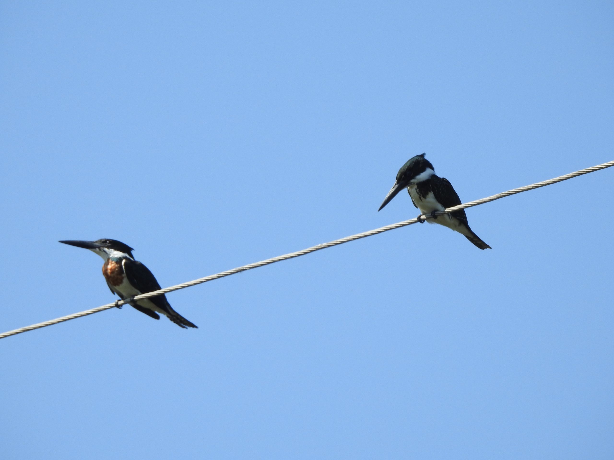 Pareja de Chloroceryle amazona (martin pescador mediano)