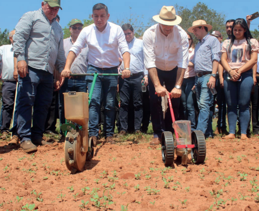 Siembra de sésamo. Foto: Gentileza.