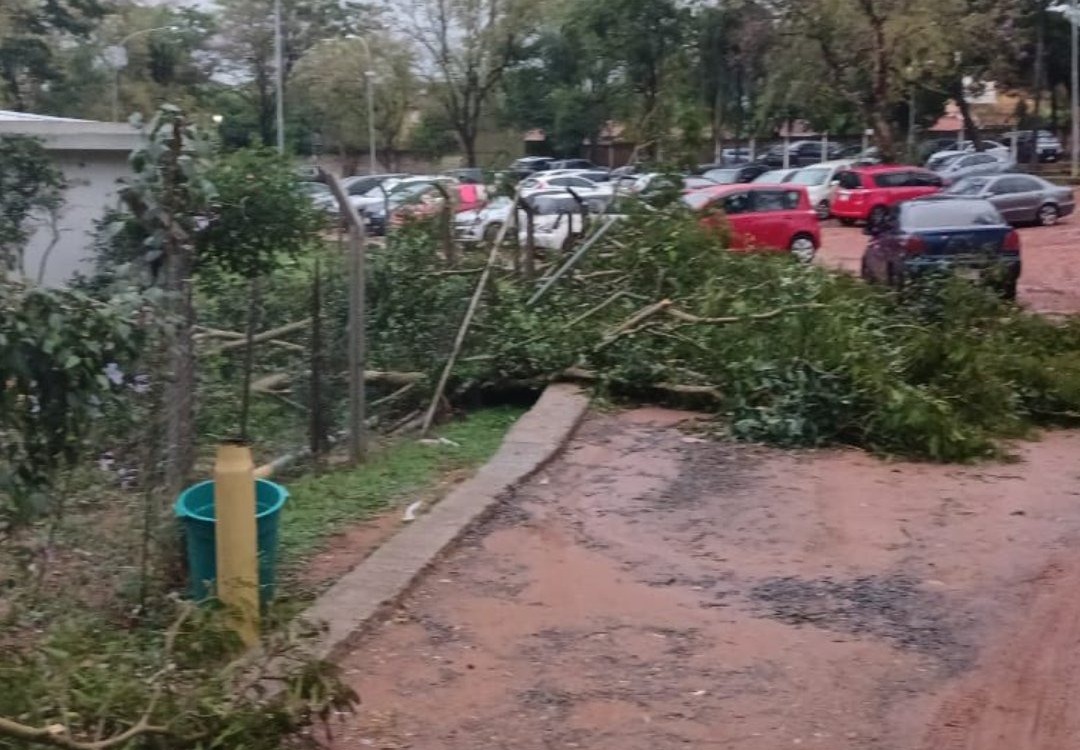 Destrozos y árboles caídos dejó la tormenta. Foto: Ñanduti.