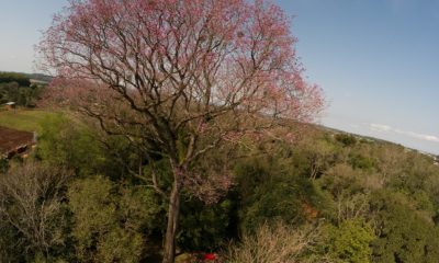 Lapacho rosado de Bella Vista Sur se consagra como el árbol más grande del Paraguay. Foto: gentileza.