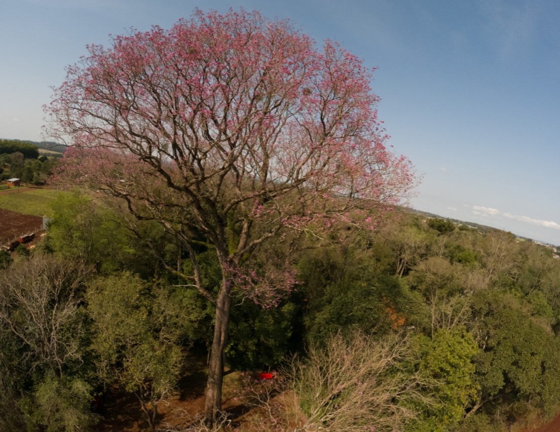 Lapacho rosado de Bella Vista Sur se consagra como el árbol más grande del Paraguay. Foto: gentileza.