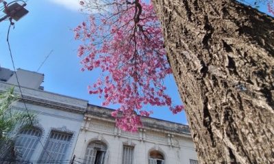 Un lapacho floreado anuncia la llegada de la primavera. Foto: Jorge Lombardo.