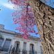 Un lapacho floreado anuncia la llegada de la primavera. Foto: Jorge Lombardo.