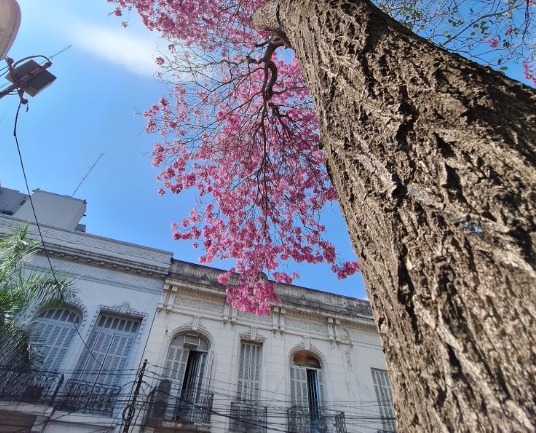 Un lapacho floreado anuncia la llegada de la primavera. Foto: Jorge Lombardo.