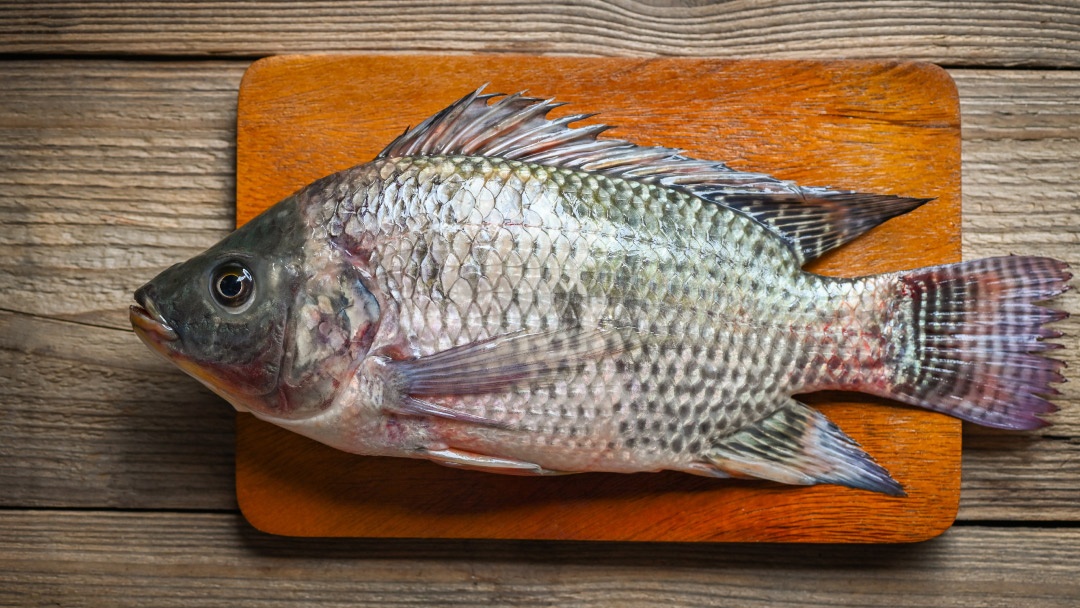 La tilapia es un pescado muy apreciado por su alto valor nutricional. Foto: Referencia.