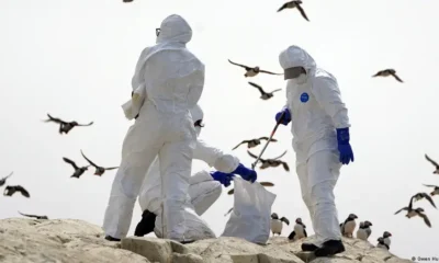 Gripe aviar. Foto: DW.