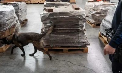 Un policía nerlandés de aduanas y su perro inspeccionan mercancías a la búsqueda de drogas ilegales en el puerto de Rotterdam. Imagen del 3 de noviembre de 2022. Foto: DW.