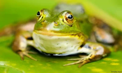 Rana lessonae. Foto: DW.