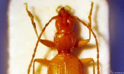 La imagen muestra un "escarabajo de Hitler" ("Anophtalmus hitleri") bajo un microscopio electrónico en Múnich, Alemania. Foto: DW.
