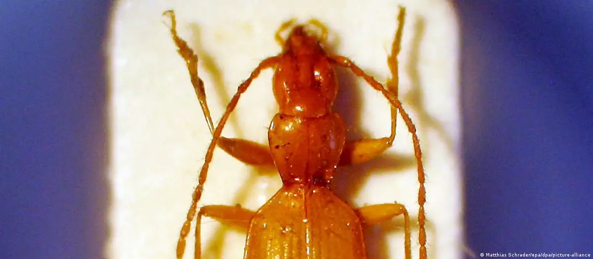 La imagen muestra un "escarabajo de Hitler" ("Anophtalmus hitleri") bajo un microscopio electrónico en Múnich, Alemania. Foto: DW.