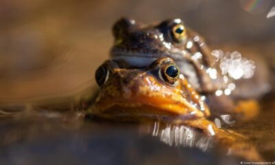 Ranas en apareamiento. Foto: DW.