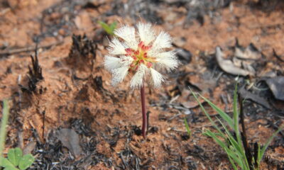 Calliandra longipes en Canindeyú. Foto: Lidia Perez.