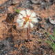 Calliandra longipes en Canindeyú. Foto: Lidia Perez.