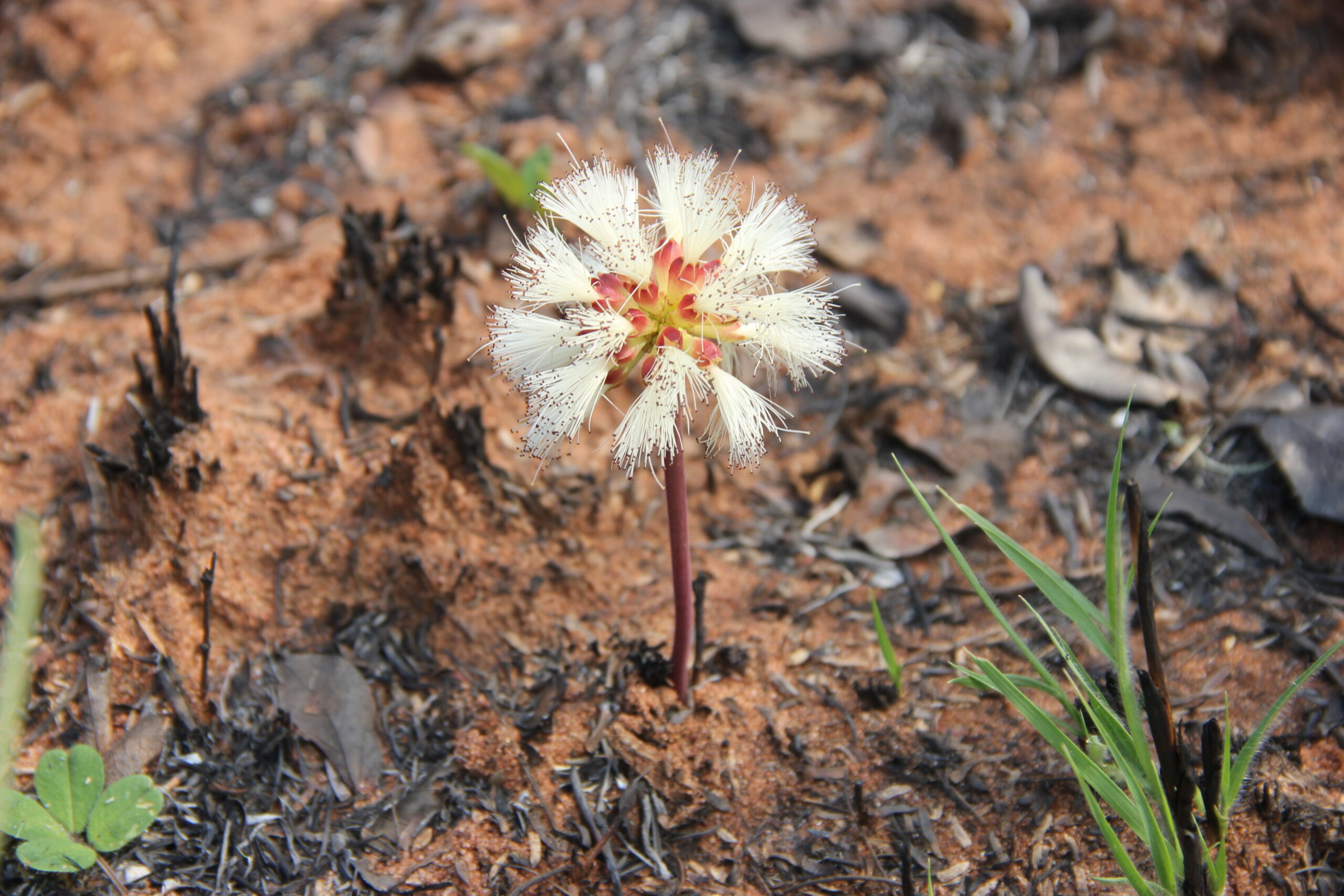 Calliandra longipes en Canindeyú. Foto: Lidia Perez.