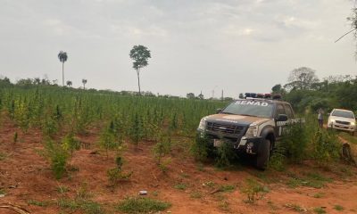 Destruyeron también dos hectáreas de plantaciones. Foto: Senad.